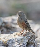 Альпийская завирушка - Prunella collaris фото-15