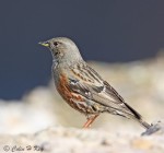 Альпийская завирушка - Prunella collaris фото-16