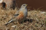 Альпийская завирушка – Prunella collaris (Scopoli, 1769)