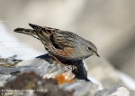 Альпийская завирушка - Prunella collaris фото-22