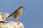 Альпийская завирушка - Prunella collaris фото-4