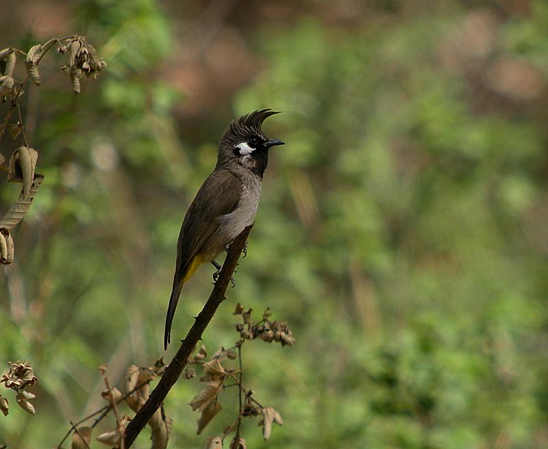 Бюльбюль белощекий Pycnonotus leucogenys