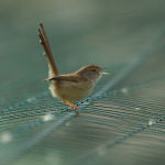 Scotocerca inquieta photo gallery-5