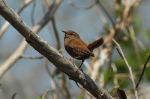 Troglodytes troglodytes dauricus photo gallery-1