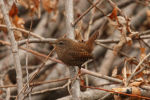 Troglodytes troglodytes dauricus photo gallery-3