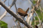 Troglodytes troglodytes dauricus photo gallery-4