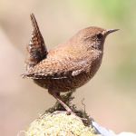 Troglodytes troglodytes fumigatus photo gallery-1
