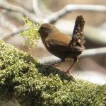 Troglodytes troglodytes fumigatus photo gallery-2