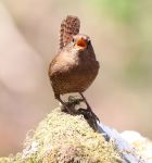 Troglodytes troglodytes fumigatus photo gallery-4