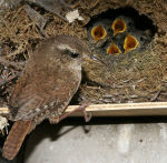 Troglodytes troglodytes photo bird's nest-2