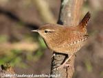 Troglodytes troglodytes photo gallery-11