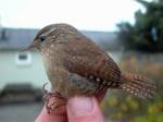Troglodytes troglodytes photo gallery-2