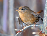 Troglodytes troglodytes photo gallery-4