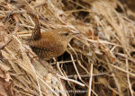 Troglodytes troglodytes photo gallery-6