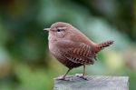 Крапивник - Troglodytes troglodytes (Linnaeus, 1758)