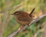 Troglodytes troglodytes photo gallery-8