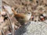Troglodytes troglodytes