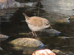 Troglodytes troglodytes tianschanicus photo gallery-2