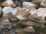 Troglodytes troglodytes tianschanicus photo gallery-4