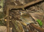 Короткохвостка - Urosphena squameiceps photo gallery-2