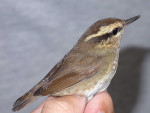 Короткохвостка - Urosphena squameiceps photo gallery-3
