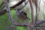 Короткохвостка - Urosphena squameiceps photo gallery-5