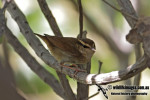 Короткохвостка - Urosphena squameiceps photo gallery-7