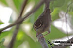 Короткохвостка - Urosphena squameiceps photo gallery-8