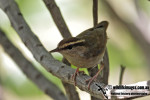 Короткохвостка - Urosphena squameiceps photo gallery-9