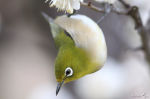 Zosterops erythropleurus photo-3