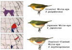 Zosterops erythropleurus picture-1