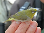 Японская белоглазка - Zosterops japonicus photo gallery-4