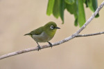 Японская белоглазка - Zosterops japonicus photo gallery-9
