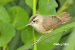 Пестроголовая камышевка - Acrocephalus bistrigiceps photo gallery-1