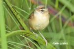 Пестроголовая камышевка - Acrocephalus bistrigiceps photo gallery-2
