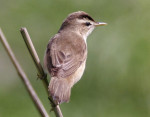 Пестроголовая камышевка - Acrocephalus bistrigiceps photo gallery-3