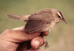 Пестроголовая камышевка - Acrocephalus bistrigiceps photo gallery-4