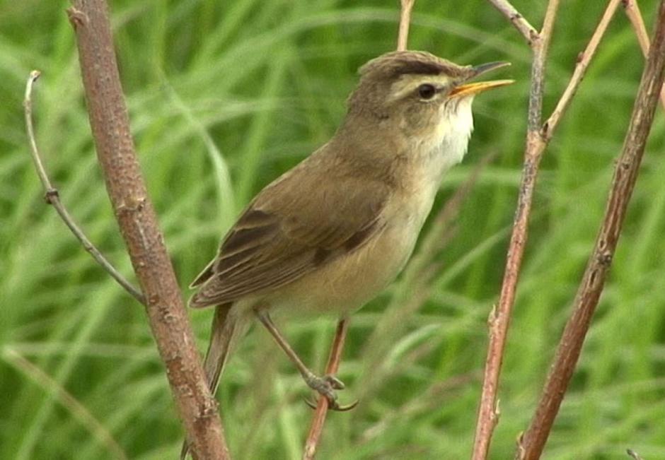 Пестроголовая камышевка - Acrocephalus bistrigiceps