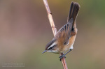 Камышевка тонкоклювая Acrocephalus melanopogon