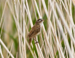 Камышевка тонкоклювая Acrocephalus melanopogon