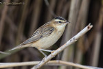 Вертлявая камышевка – Acrocephalus paludicola (Vieillot, 1817)