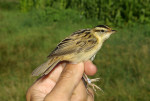 Вертлявая камышевка - Acrocephalus paludicola photo gallery-3