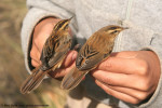Вертлявая камышевка - Acrocephalus paludicola photo gallery-5