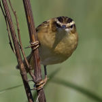 Камышевка-барсучок - Acrocephalus schoenobaenus photo gallery-3