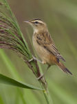 Камышевка-барсучок Acrocephalus schoenobaenus