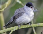 Sylvia atricapilla photo gallery-1