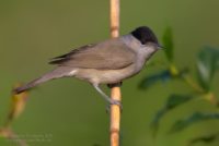 Sylvia atricapilla