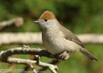 Sylvia atricapilla photo gallery-2