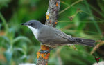 Sylvia hortensis photo gallery-1