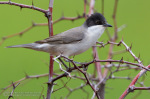 Sylvia hortensis photo gallery-10